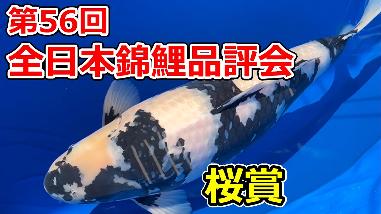 【受賞鯉】第56回全日本総合錦鯉品評会2026　桜賞