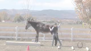Celebrity LTR Training Tip #62: Ground Driving Straight Forward Obstacles Wealth
