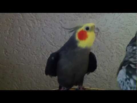 Valkparkiet beatle zingt / Singing Cockatiel