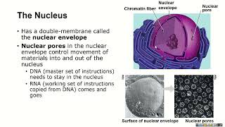 Cells-3-Nucleus (Bio 1100)