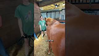 Happy ist heute im 324. Tag ihrer Trächtigkeit. #Pferd #Reitsport #Pferdemädchen