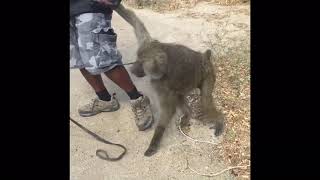 Monkey Training (primate)