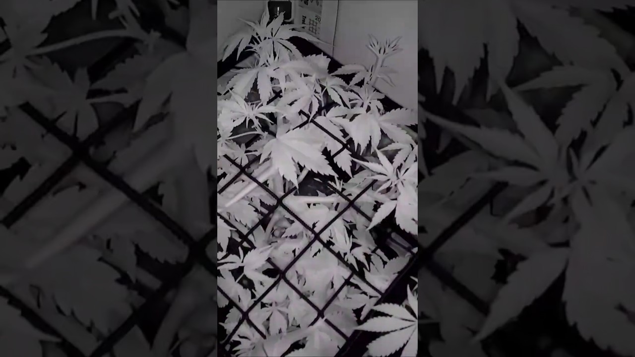 Diese Pflanze sprengt die Growbox! 😳🌱 | VGrow Timelapse Tag 1 - 64