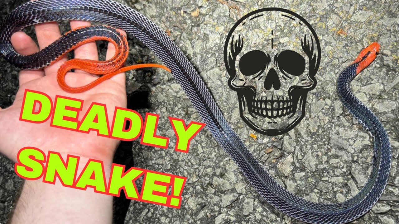 Finding my first RED HEADED KRAIT! Trang, Thailand.