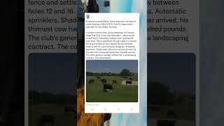 RANCHER'S MISSING CATTLE FOUND ON A GOLF COURSE LIVING BETTER THAN HIM
