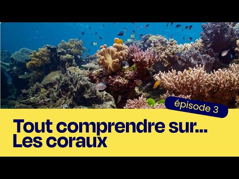 Tout comprendre sur... Les coraux ep. 3 : la reproduction