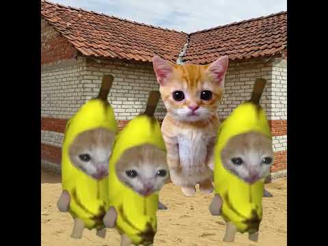 Banana Cat 🍌🐱 Plans A Prank On El Gato 😹🎭😼