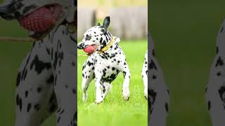 dalmatian dog 😍😍 | #shorts