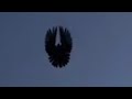 Николаевские голуби. Вечерняя разминка в штиль. Молодёжь 2022 Крым