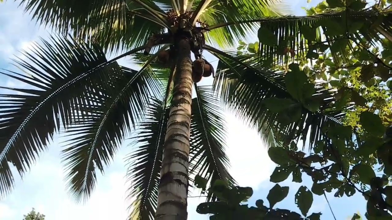 Ikot Tayo sa Lolo Tatay Hot Spring 