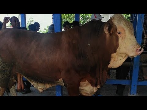 sapi jumbo, sapi simental, big cow, cow videos - YouTube