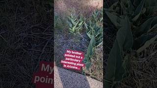 DON'T EAT THIS WILD SQUASH!!!Arizona