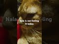 My cat is enjoying just lap time today. ##catlife #catlady #cattube #cat #happywednesday