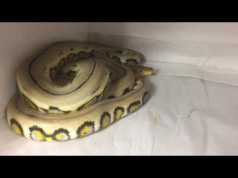 Jaguar retic "wobble"