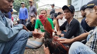 SPIIL HARGA AYAM BANGKOK DI PASAR SUMPIUH BANYUMAS