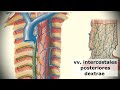 Anatomy of superior vena cava