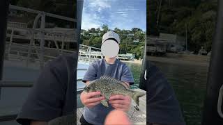 Good weekend fish 🎣 #aussie#salmon#bream#tailor#pb#palmbeach#harbour