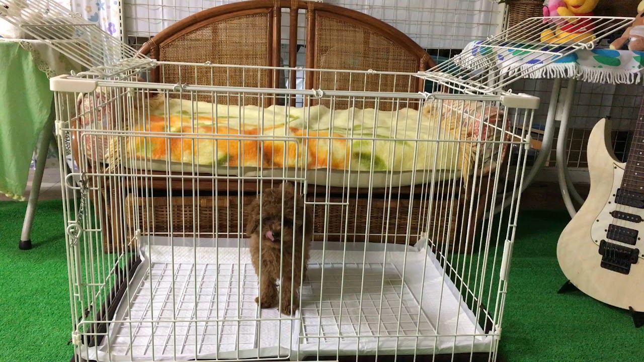 尾道 福山でトイプードルを格安でお探しなら美舟屋 ペット Youtube