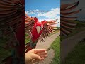 Nala übt fleisig 💪😊 #shorts #tiere #vogel #birds #parrot #freeflight #macaw #natur #animals