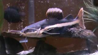 Famous Red Tail Catfish Eating Fuzzy Mouse Net Worth