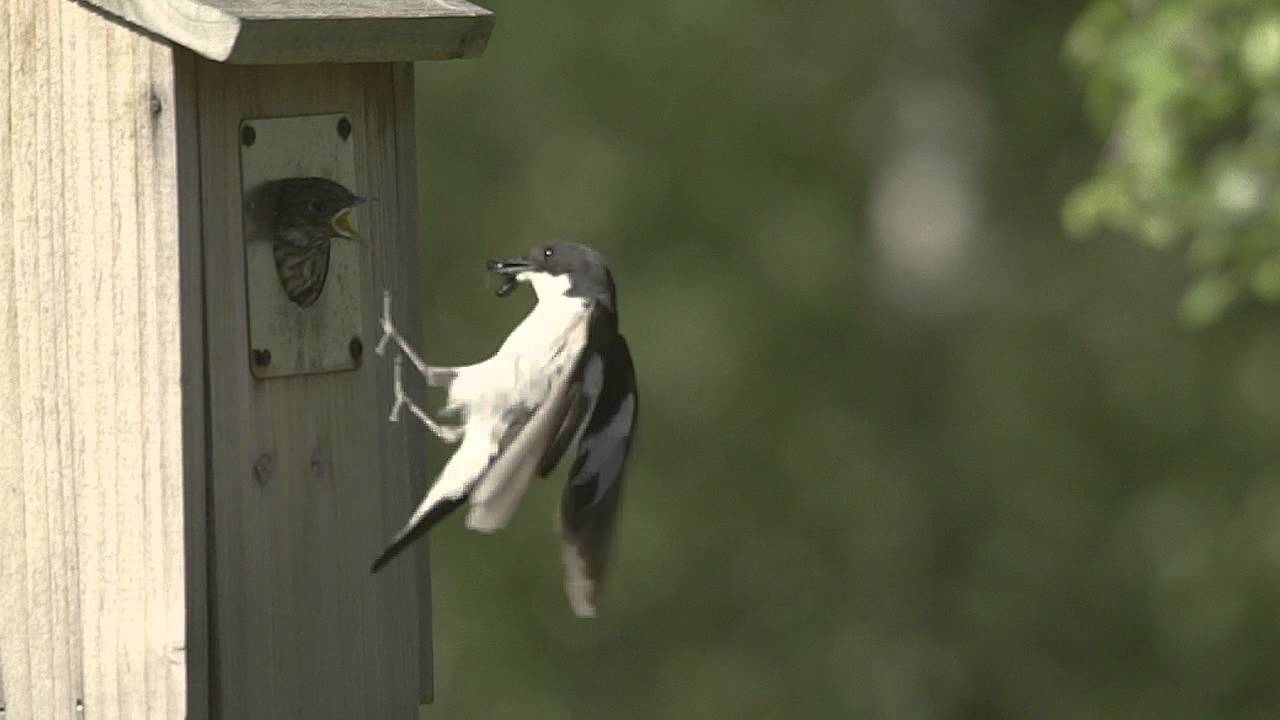 Den svartvita flugsnapparungen får sig ett skrovmål innan jungfruflygningen.