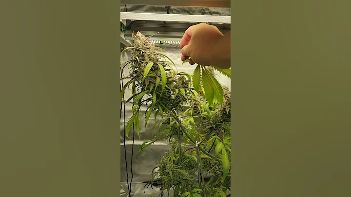 What Youtube Growers Dont Show You, Hiding Ugly Plants, #shorts