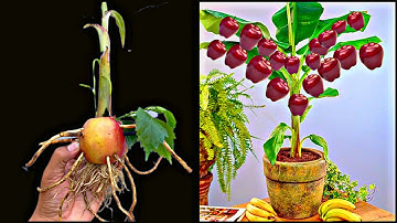 Unique skills growing banana tree from seeds and apple tree from fruit,how to grow banana tree