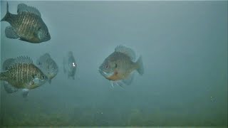 Ice Fishing Crazy Bluegill Beatdown!!