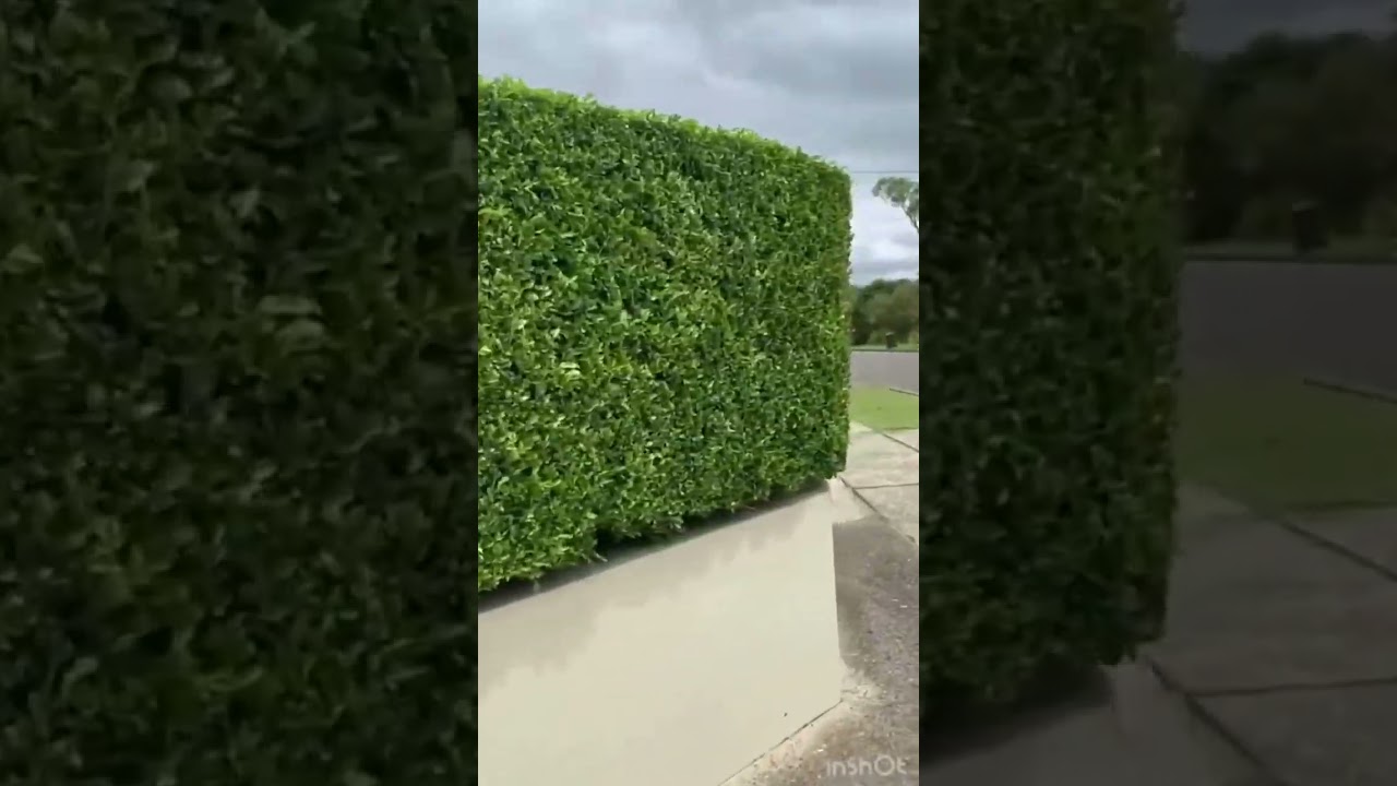 Let us give your garden the polished look it deserves with our expert hedge trimming services
