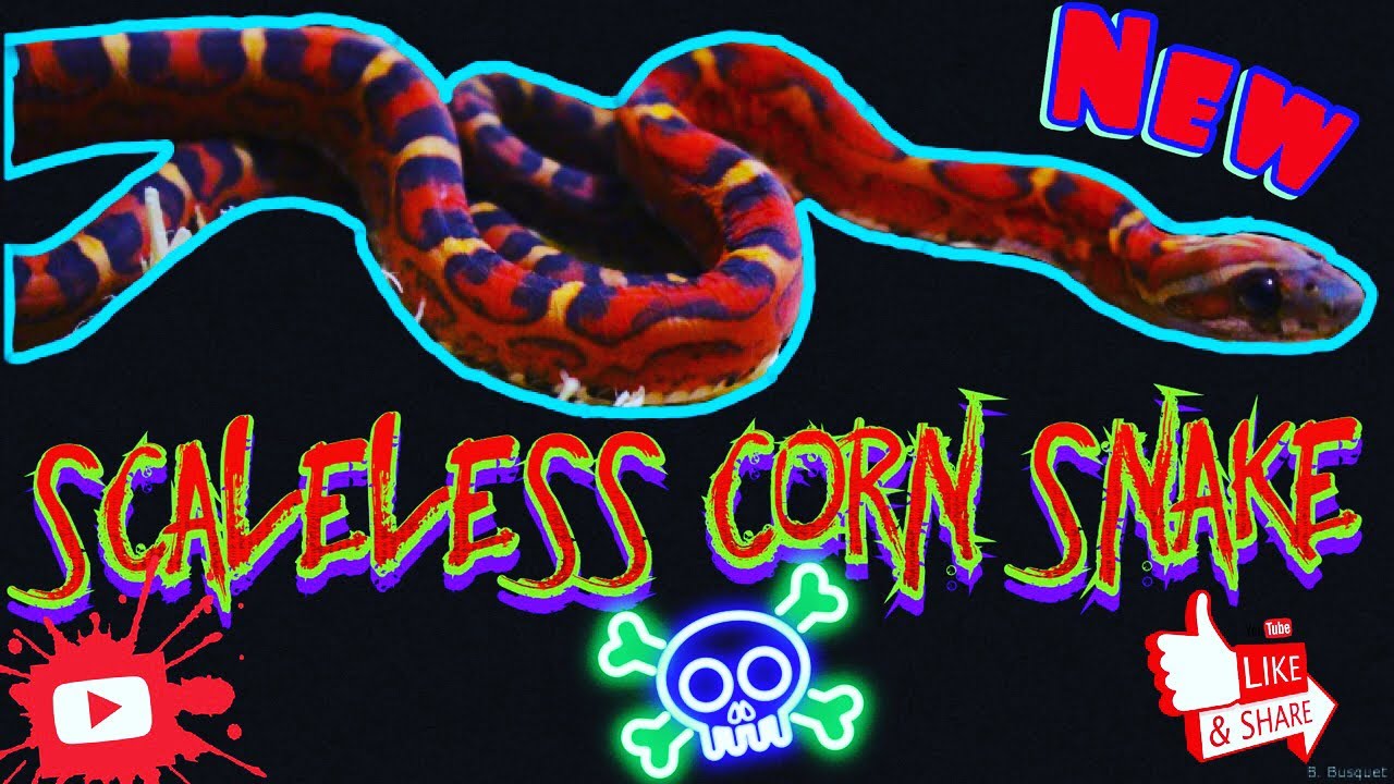 New Scaleless Corn Snake