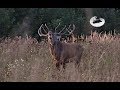 Red stag hunting during the rut in September 2019 #2