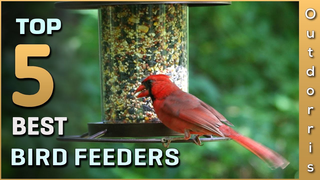 Top 5 Best Bird Feeders Review in 2023 YouTube