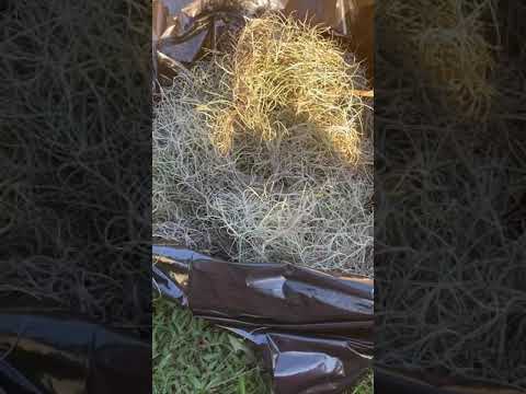 Spanish moss treatment