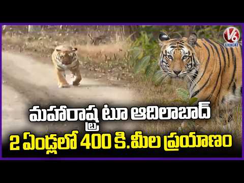 Tiger Travelled 400 KMs In 2 Years From Maharashtra To Adilabad | V6 News - V6NEWSTELUGU