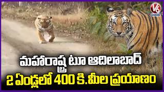 Tiger Travelled 400 KMs In 2 Years From Maharashtra To Adilabad | V6 News