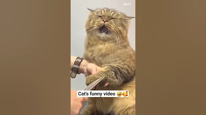 Video 11478491: cat cutecat funnycats, hilarious cat kitten, cat adorable kitten, funny cats adorable kitten, cat cute kittens adorable