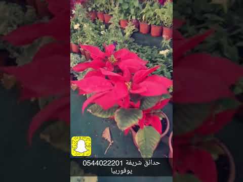 ١٩ ديسمبر ٢٠١٧