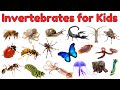 Invertebrates Vocabulary For Kids Learn Invertebrates With Fun Facts And Pictures Vocabulary Invertebrates Vocabulary For Kids Learn Invertebrates With Fun Facts And Pictures Vocabulary