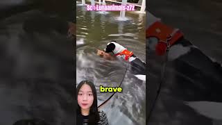 Hebat‼️d0gy berhasil selametin miaw😍Lunaanimals-z7z