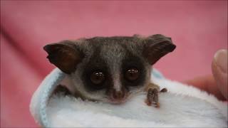 2017年4月29日生まれのショウガラゴ!小動物専門店マリン