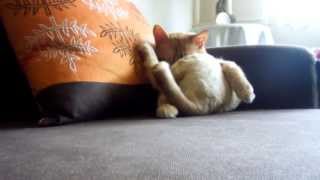 Tarz Kedi̇