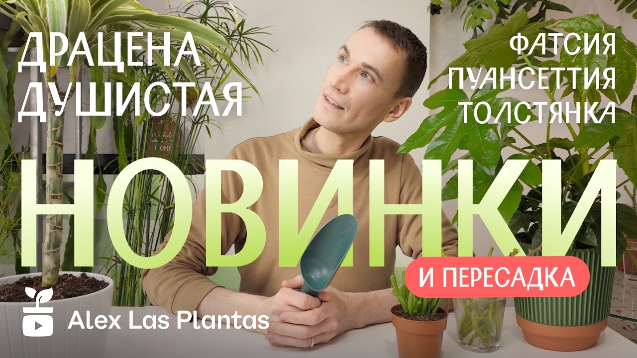 Драцена душистая + Пересаживаем фатсию, толстянку и спасаем рождественскую пуансеттию