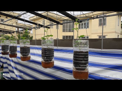 Video Sử dụng 2 bình cũ 5 lít tái chế lại trồng Khổ Qua Treo... - youtube
