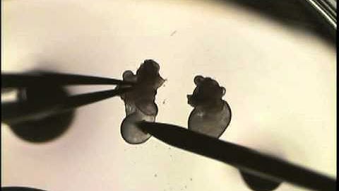 Collection of Oocytes using ultra superovulation method