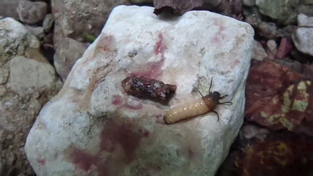 Шитик - YouTube