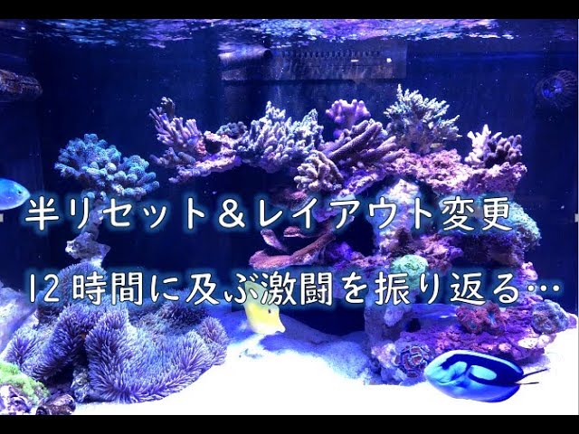 半リセット＆レイアウト変更振り返り！【海水魚水槽】【サンゴ】 - YouTube