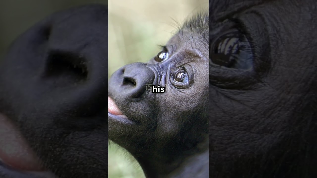 Max and the Gorilla part-1