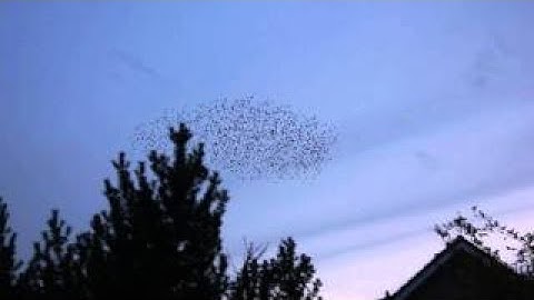 Self organization (Starling flock) - The Best Documentary Ever