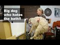 How to get a big dog in the pro dog bath when he hates it!! K9 Groomers UK