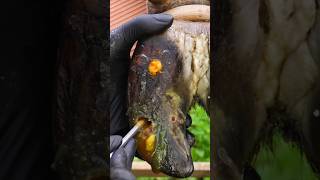 Better mobility starts here.#CowHealth #HoofTreatment #AnimalCare #Recovery #FarmLife
